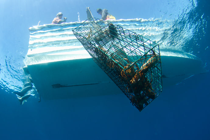 SmartFish, pesca sustentable para salvar los mares