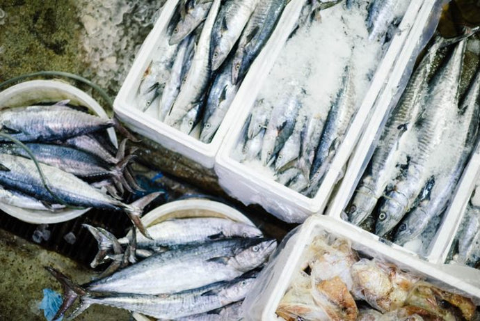 Is the Gourmet Fish of the Future Frozen?